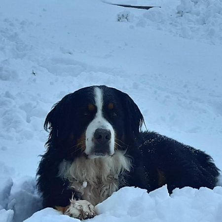 Ranstl Ferienwohnungen Flachau Buitenkant foto